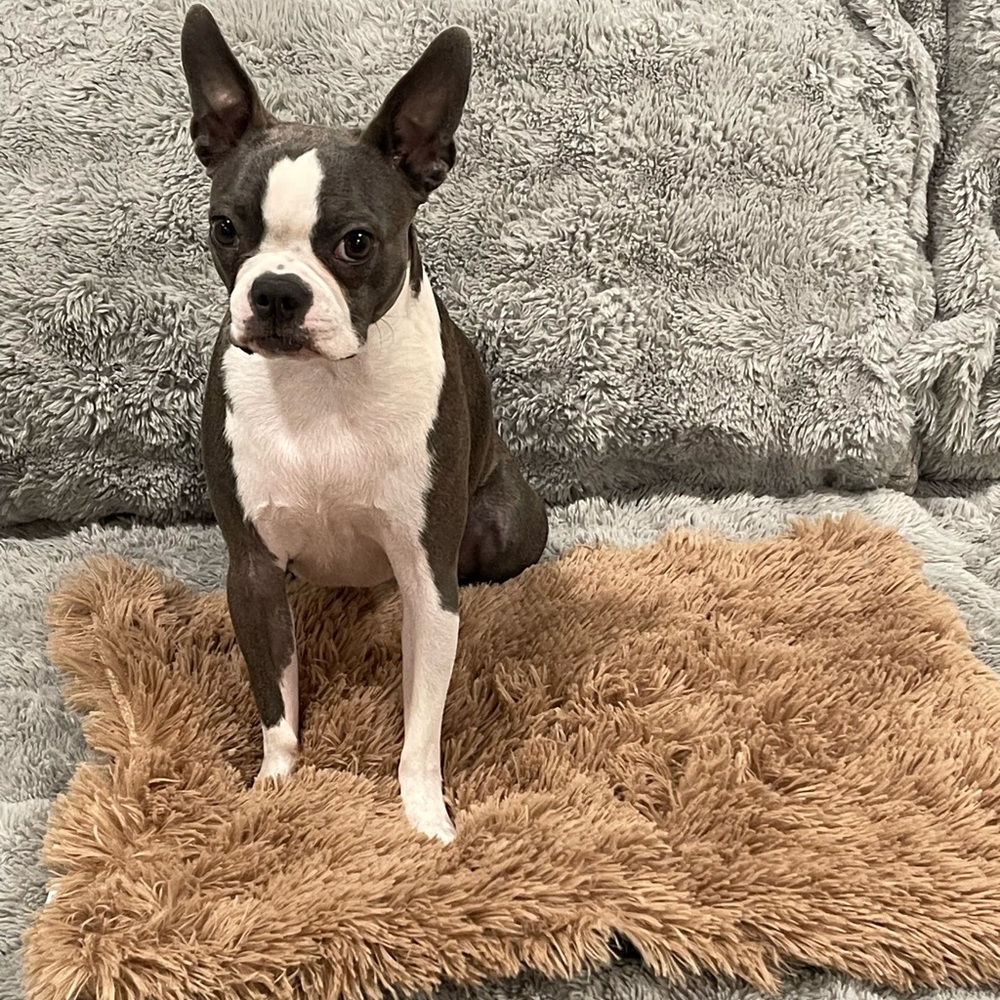 Pet pad for all size cats and medium to small dogs